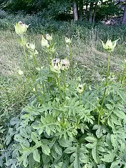 Kohldistel (Cirsium oleraceum)