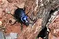 Blauvioletter Waldlaufkäfer in Nordbrabant
