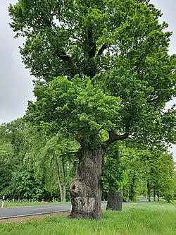 Die zwei westlichen Eichen