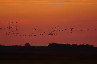 Kraniche beim abendlichen Einflug auf die Langen Wiesen am Rietzer See