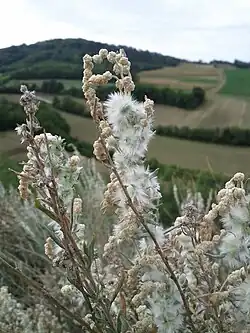 Hornmelde, erkennbar ist die starke Behaarung.
