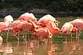 Chileflamingos