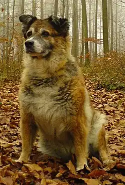 Westerwälder Kuhhund