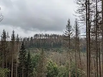 Die Kuppe aus nördlicher Richtung