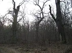 Löcknitzer Hudeeichen