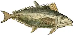 S. 14r: Thunnus thynnus