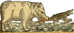 S. 50r: Hippopotamus amphibius