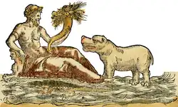 S. 51r: Hippopotamus amphibius