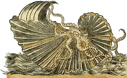 S. 52v: Argonauta argo