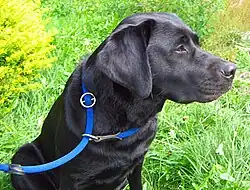 Moxonleine mit Zugstopp