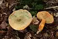 Fichten-Reizker Lactarius deterrimus