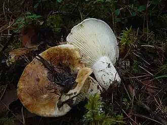 Der Scharfe Woll-Milchling lässt sich von seinem Erscheinungsbild her meist kaum unterscheiden. Das gezeigte Exemplar stammt aus West-Sibirien.