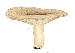 Holotypus von Lactarius blennius f. albidopallensLange