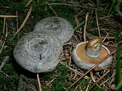 Wechselblauer Edel-Reizker Lactarius quieticolor