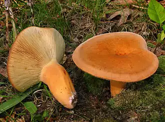Brätling (Lactarius volemus)