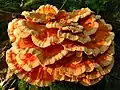 Laetiporus cincinnatus
