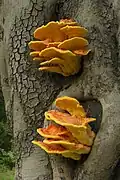 Laetiporus gilbertsonii