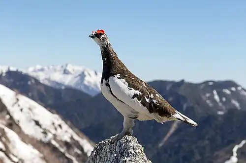 Alpenschneehuhn (Rock ptarmigan)