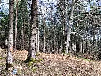 Laichberg, beim höchsten Punkt