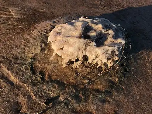 Salzkruste am Lake Tyrrell