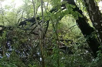 Mooriges Ufer am Wutzsee