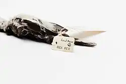 Hea hea (Lalage maculosa, Auckland Museum)