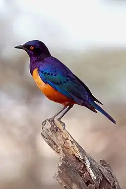 Hildebrandtglanzstar (Lamprotornis hildebrandti): bunte Weibchen