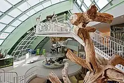 Der Stamm im Museum Niederösterreich