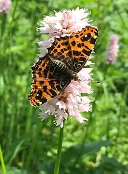 Landkärtchen auf Schlangen-Knöterich