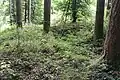 Reste einer kleinen Viereckschanze im Bereich der Landwehr bei Flußbach in der Eifel