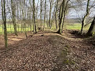 Die Landwehr bei Wersau ist heute noch von typischem Gebück-Gehölz umgeben