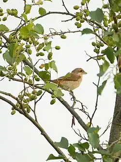 Neuntöter Jungvogel