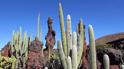 Ansicht 2019, natürliche Lavasäulen und Kakteen