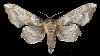 Laothoe amurensis ♂