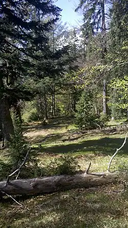 Gipfelbereich des Lapbergs