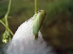 Frisch geschlüpfte adulte Wiesenschaumzikade (Philaenus spumarius) verlässt ihr Schaumnest, um zu trocknen und davonzufliegen.