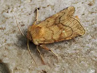 Braune Feuchtwieseneule (Männchen, zum Vergleich)