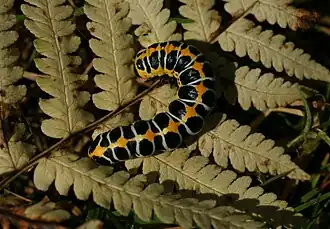 Orangefarbene Raupe des Lattich-Mönchs, auf Teil eines Adlerfarnwedels drapiert