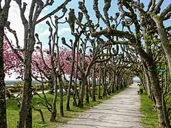 Laubengang Hofgarten Dachau