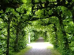 Lindenlaubengang im Kurpark