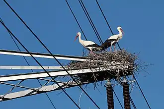 Manche Störche kommen seit Jahren hierher zum Nisten