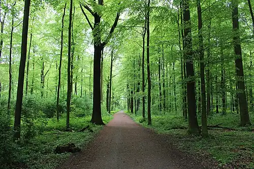 Naturschutzgebiet Wickeder Ostholz