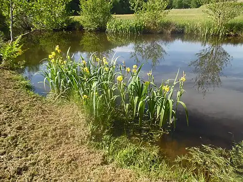 Der Bandiat bei Lavenaud