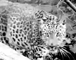 Leopardin Mimir, 1913 in Le diamant noir