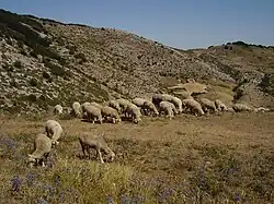 Transhumanz: Der königliche Schäferpfad