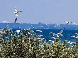 Blick auf Leamington vom Point Pelee National Park
