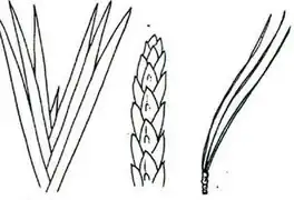 Blätter reitend (equitant), Schuppenblatt (imbricate), gescheitelt, büschelig (fascicled)