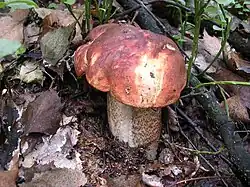 Typisch für die Laubwald-Rotkappe sind die rotbraunen Stielschuppen.