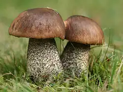 Gemeiner Birkenpilz Leccinum scabrum