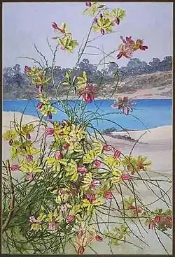 Lechenaultia linarioides